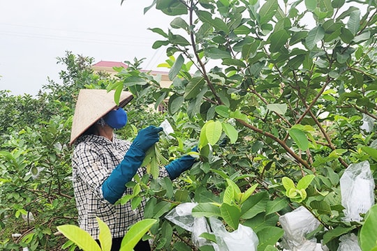  [Video] Nông dân Hiệp Lực mất mùa ổi