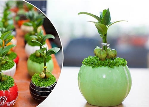 Những loại cây may mắn cho góc bàn của dân công sở