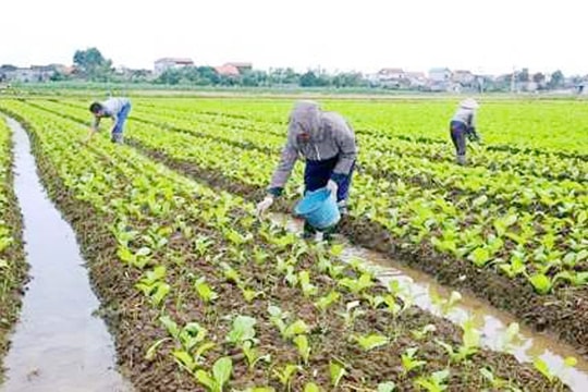 Chăm sóc và phòng trừ sâu bệnh hại cây vụ đông sớm sau mưa