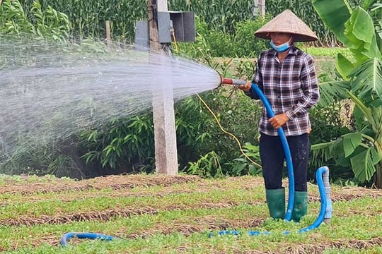 Giữ vững chất lượng vùng cà rốt xuất khẩu