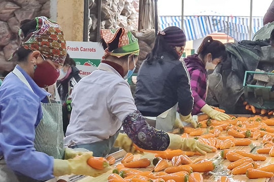 Hai Duong preserves quality of export carrot regions