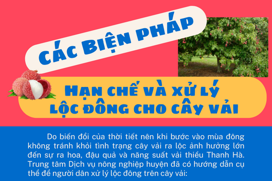 [Đồ họa] Các biện pháp hạn chế và xử lý lộc đông cho cây vải 