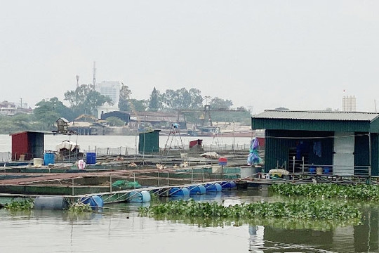Vượt Nam Sách, TP Hải Dương dẫn đầu tỉnh về nuôi cá lồng