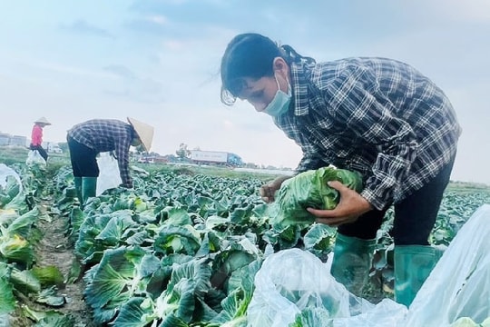 Nông dân Gia Lộc thất thu vụ cải bắp sớm
