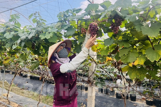 Năng suất nho giảm, giá không tăng