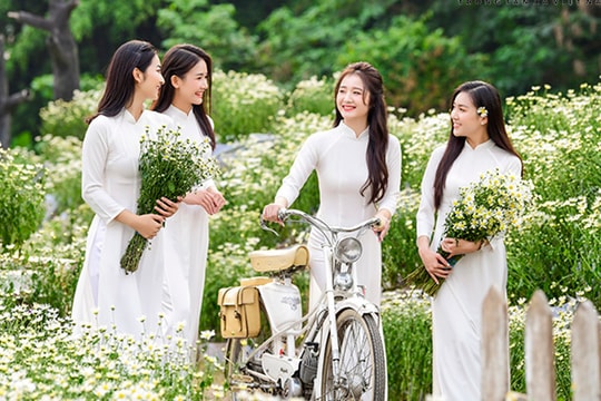 Cúc họa mi nở rộ vườn, giới trẻ đổ xô check-in