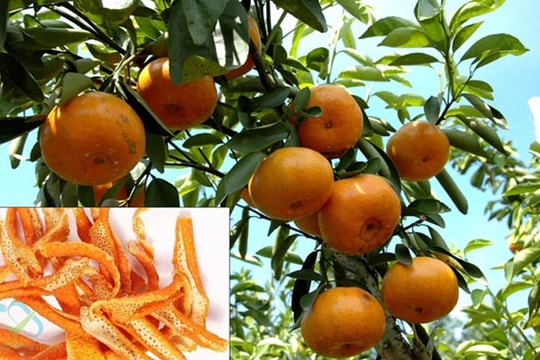 Tự làm 5 vị thuốc nam phòng chữa bệnh thường gặp