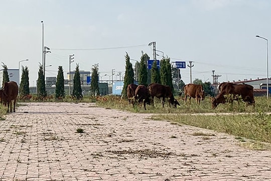 Vẫn chăn thả trâu bò trên đảo xuyến giao thông