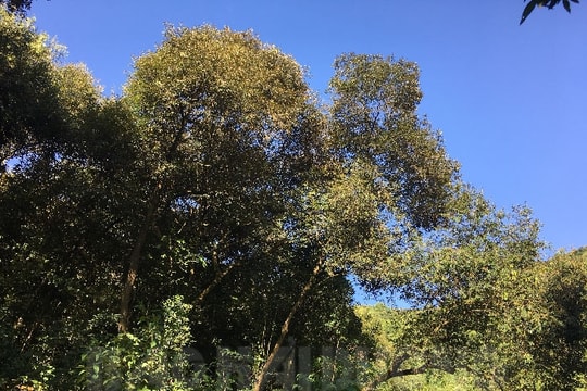 Mùa dẻ rừng Chí Linh