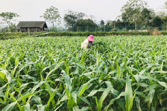 Kỹ thuật trồng và chăm sóc cây ngô vụ đông