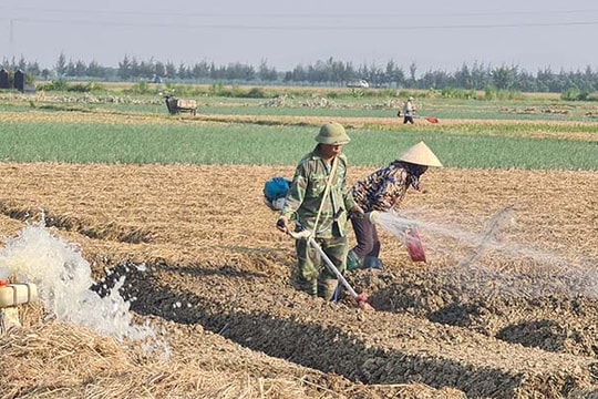 Kinh Môn trồng cây vụ đông nhiều nhất tỉnh