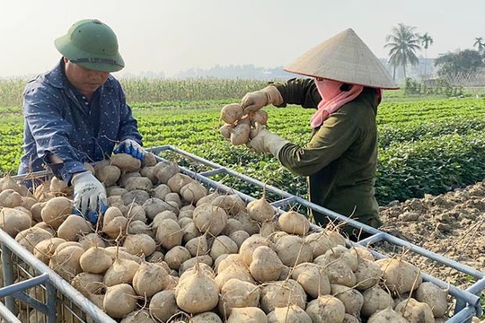 [Video] Kim Thanh jicamas priced highest ever