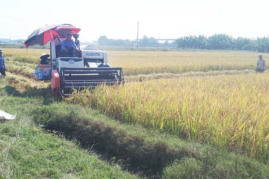 Chủ tịch UBND xã Thái Tân nhận cấy ruộng bỏ hoang
