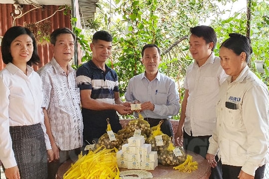 Nearly 50,000 brand tags, traceability stamps provided for Sao Mai clean mushrooms