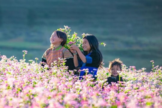 Mùa tam giác mạch đẹp mê hồn ở thảo nguyên Thụy Sĩ giữa lòng Hà Giang