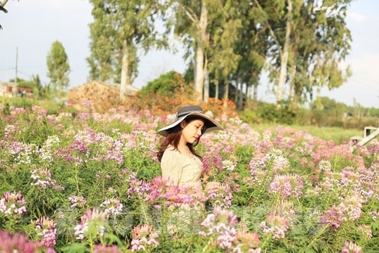 [Photos] Autumn-winter flower destinations for check-in in Hai Duong