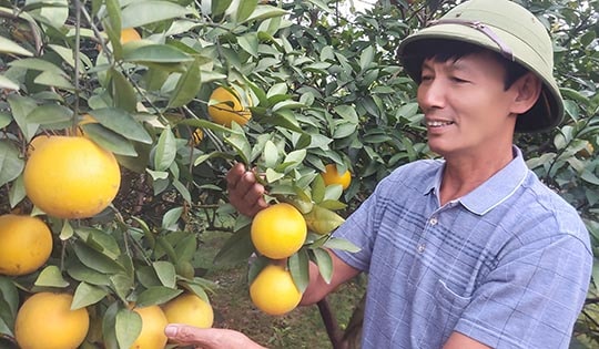 That Hung organic oranges see high yield, prices