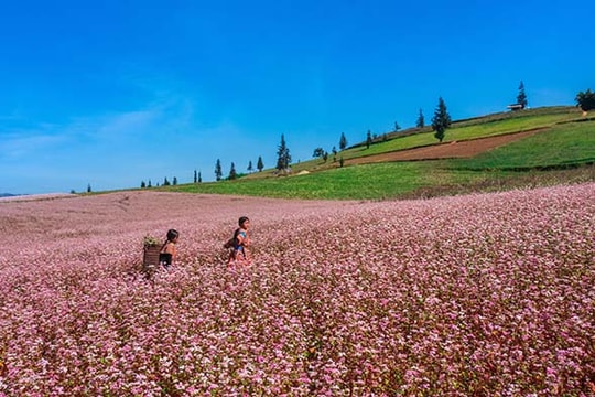 Mùa tam giác mạch đẹp mê hồn ở Hà Giang 