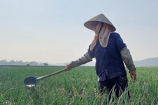 Cây hành tỏi đầu vụ ở Kinh Môn phát triển thuận lợi