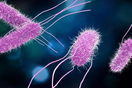Khuẩn Salmonella gây ngộ độc thực phẩm nguy hiểm thế nào