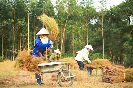 Năng suất cây rễ Côn Sơn thấp hơn năm ngoái