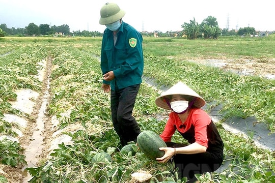 Ngọc Liên mở rộng vùng chuyên canh dưa hấu