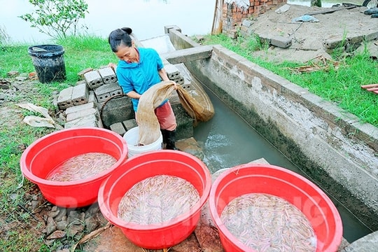 [Photos] People in An Thanh, Vinh Lap communes collect over 20 tons of ruoi/day