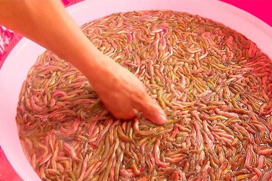 Nông dân bội thu nước đầu rươi chính vụ