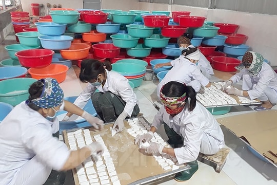 Hợp tác xã nông sản sạch Thành Nhàn cung cấp hơn 50 tấn bột sắn dây ra thị trường