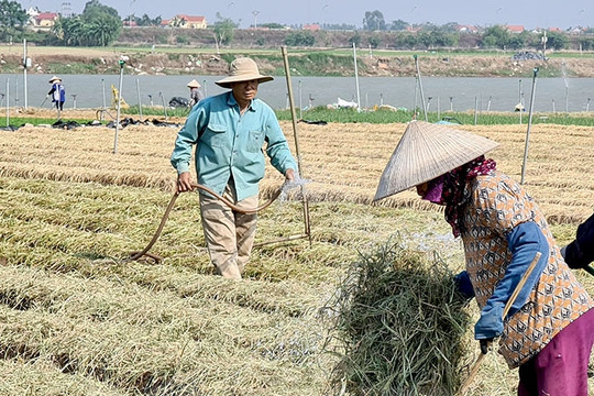 Xã Thái Tân tưới nước tiết kiệm gần 80 ha rau màu 