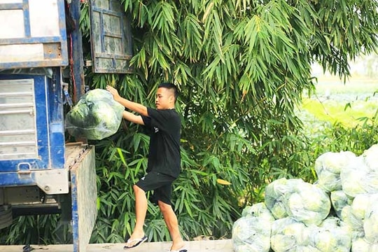 Cải bắp tăng giá, người trồng vẫn lãi thấp