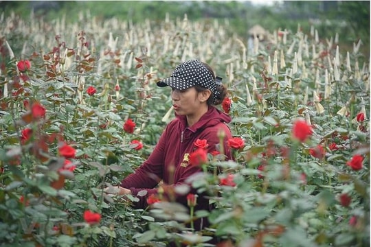 "Thủ phủ" hoa hồng của Hà Nội sẵn sàng cho lễ hội hoa đầu tiên