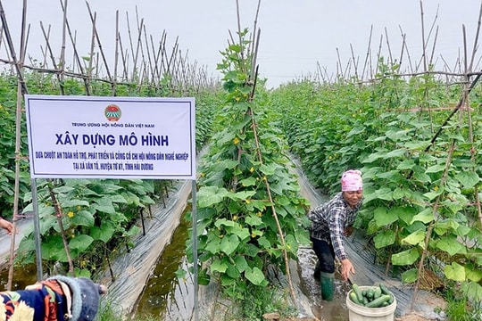 Dưa chuột Văn Tố tìm đường vào kênh thương mại hiện đại