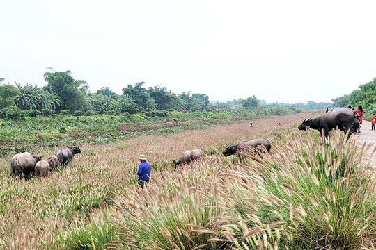 Bảo vệ cỏ hồng triền đê Sỹ