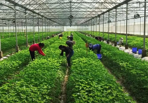 Trồng tía tô xanh: Triển vọng xuất khẩu