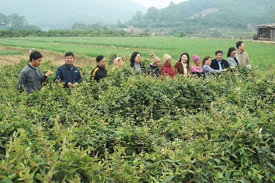 Cây kim ngân hoa phù hợp với đất đai ở xã Hoàng Hoa Thám