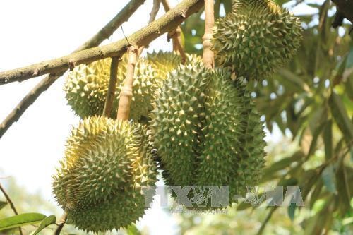 Những lưu ý khi xuất khẩu nông sản sang thị trường Trung Quốc