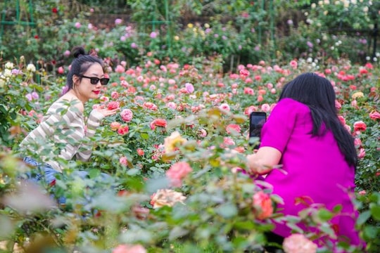 Ngắm vườn hồng rộng 6.000 m2 ở Hà Nội