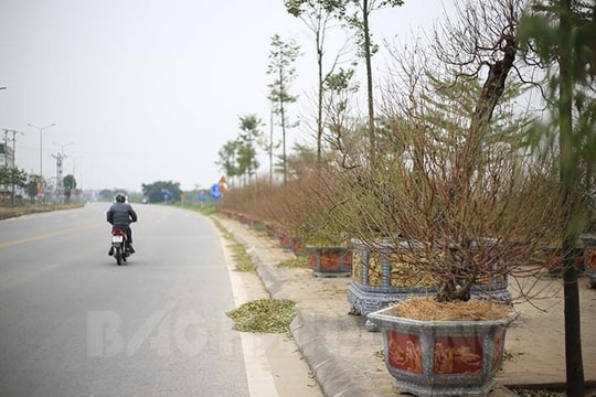 Đào Tết bán sớm hơn năm ngoái