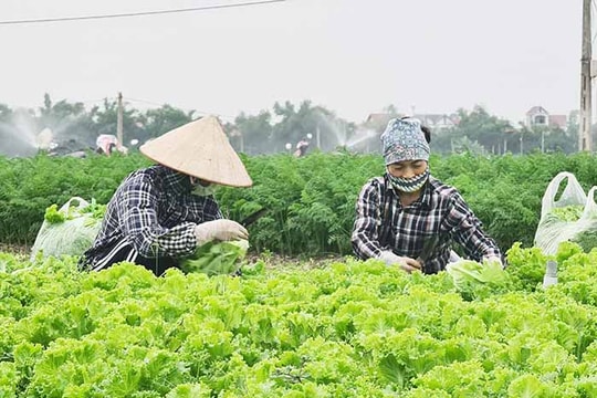 Diện tích cây vụ đông ở Cẩm Giàng đạt chứng nhận VietGAP nhiều nhất tỉnh