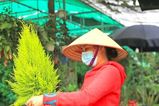 Cây tùng thơm đắt hàng trước thềm Giáng sinh