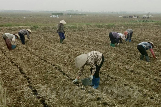 Thanh Miện có 72 ha khoai tây được bao tiêu sản phẩm