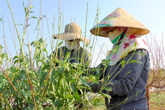 Trút lá cho đào ra hoa đón Tết 