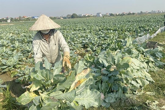 [Video] Trắng tay vì trồng giống su lơ của Công ty Phù Sa