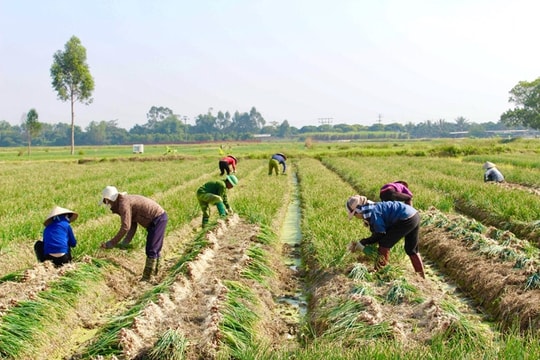 Sản lượng hành của xã Nam Trung giảm, giá bán tăng 