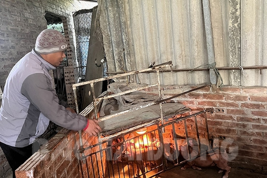 Nông dân Hải Dương chủ động phòng chống rét cho cây trồng, vật nuôi