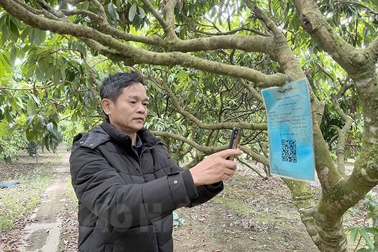 Digital transformation in Thanh Ha agriculture