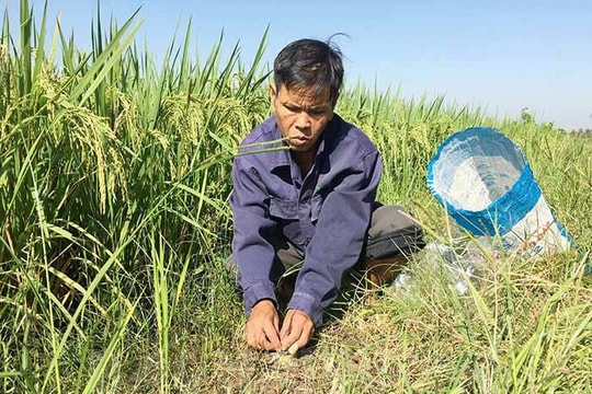 Hỗ trợ hơn 4,8 tỷ đồng để diệt chuột đồng loạt trong năm 2023
