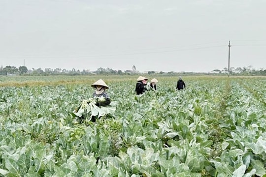 ​HTX Hoàng Nam Phát bao tiêu 300 ha cây vụ đông