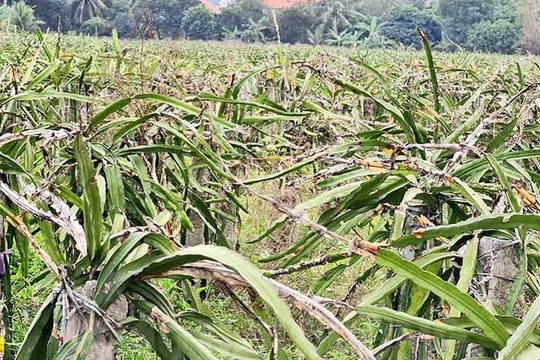 Bảo vệ diện tích trồng thanh long ở xã Bạch Đằng